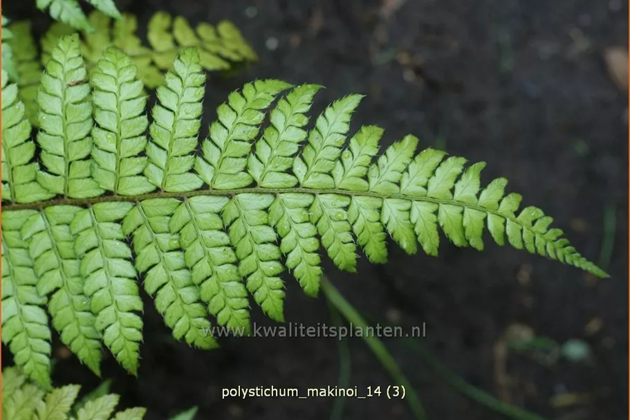 Polystichum makinoi