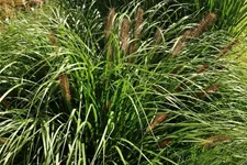 Pennisetum alopecuroides 'Red Head'
