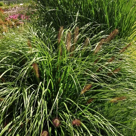 Pennisetum alopecuroides 'Red Head'