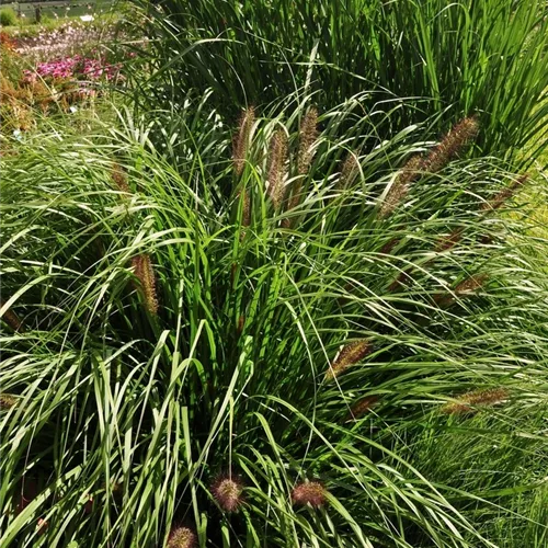 Pennisetum alopecuroides 'Red Head'