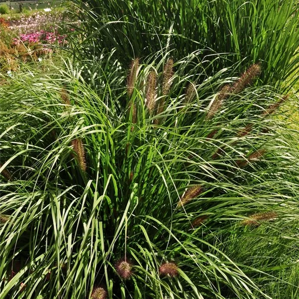 Pennisetum alopecuroides 'Red Head'