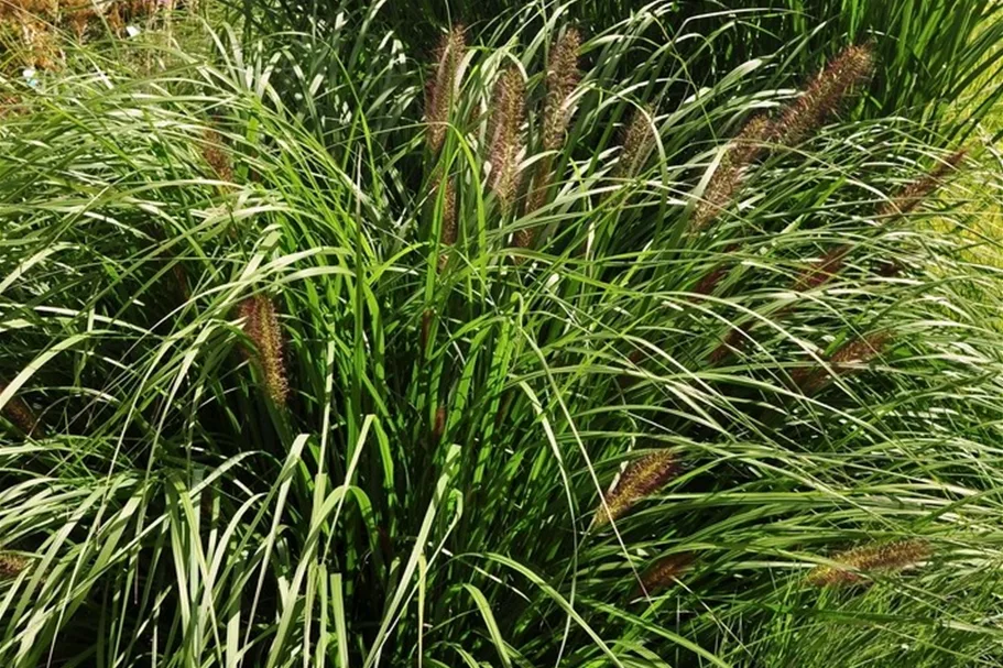 Pennisetum alopecuroides 'Red Head'