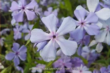 Phlox divaricata 'Geddington Cross'