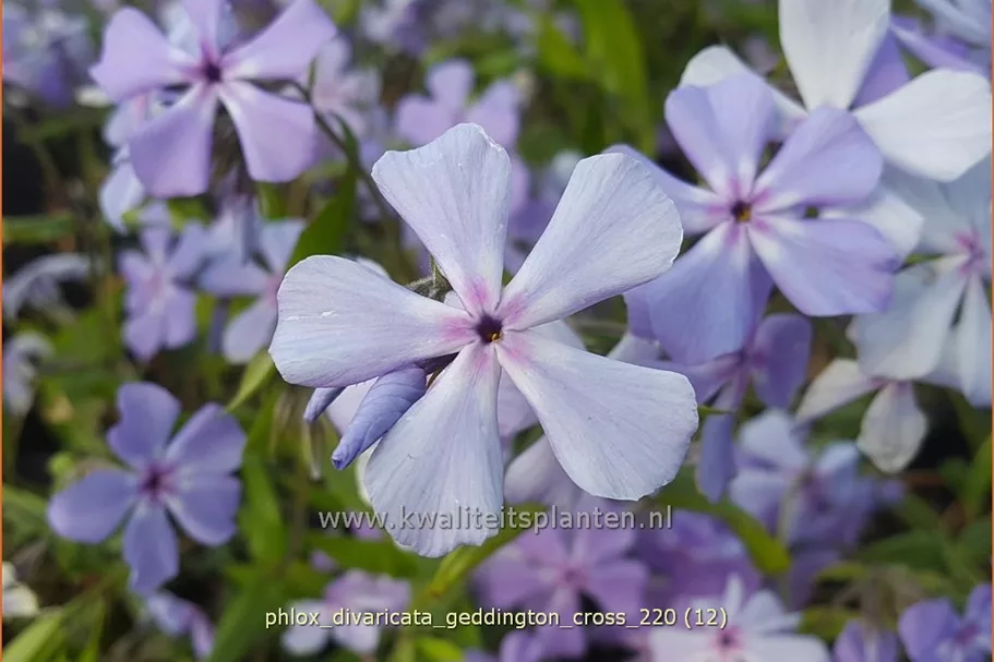 Phlox divaricata 'Geddington Cross'