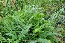 Polystichum munitum