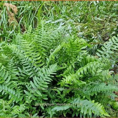 Polystichum munitum