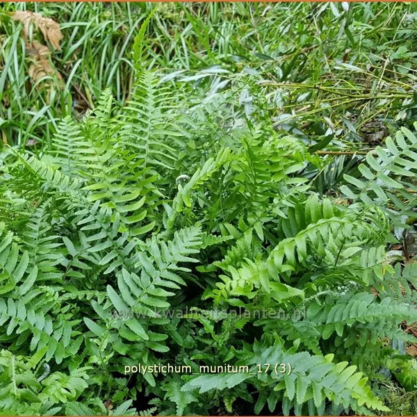 Polystichum munitum