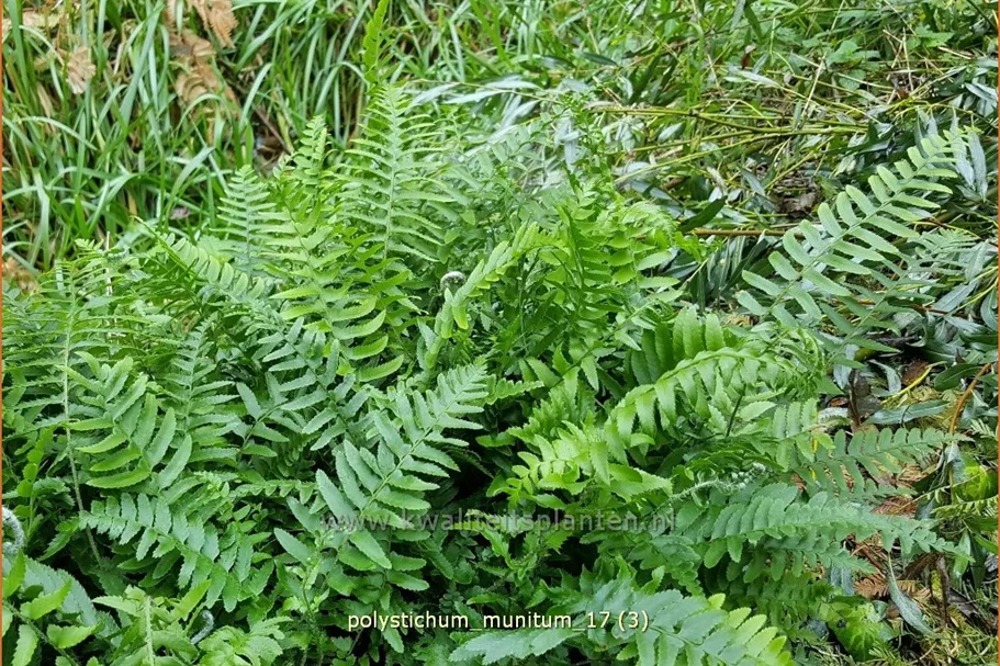 Polystichum munitum
