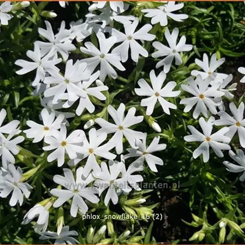 Phlox subulata 'Snowflake'