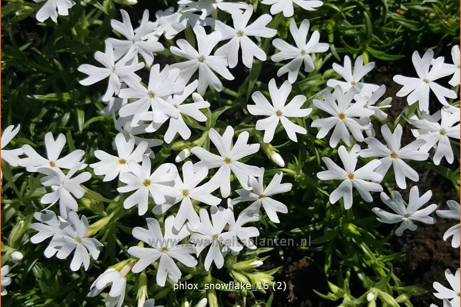 Phlox subulata 'Snowflake'