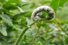 Polystichum munitum