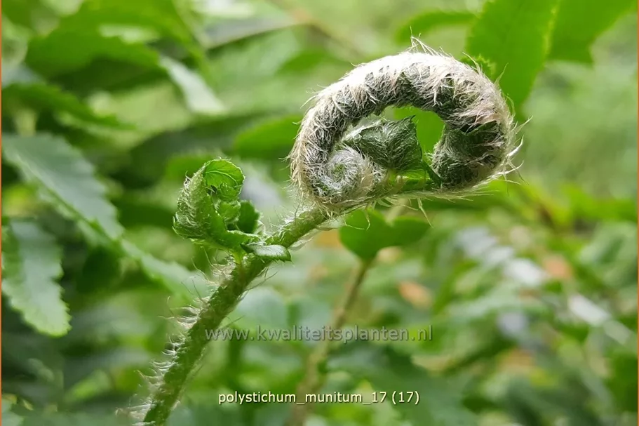 Polystichum munitum