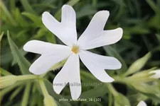 Phlox subulata 'Snowflake'