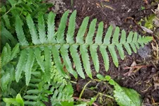 Polystichum munitum