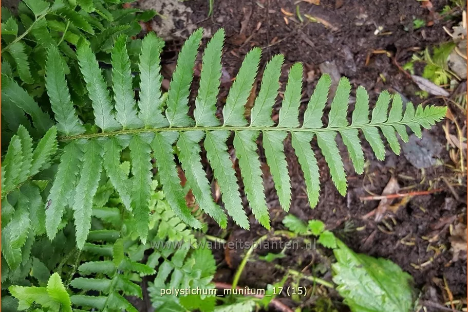 Polystichum munitum