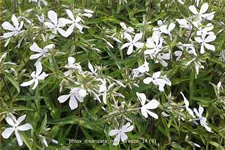 Phlox divaricata 'May Breeze'
