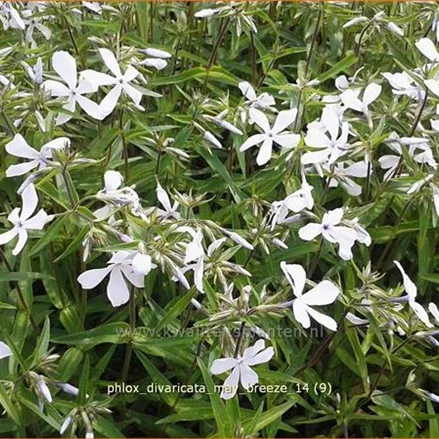 Phlox divaricata 'May Breeze'