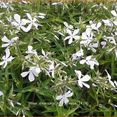 Phlox divaricata 'May Breeze'