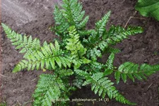 Polystichum polyblepharum