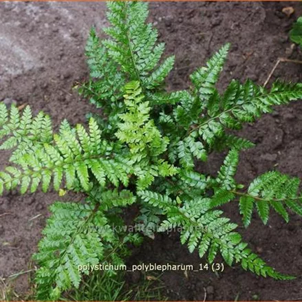Polystichum polyblepharum