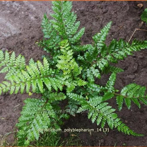 Polystichum polyblepharum