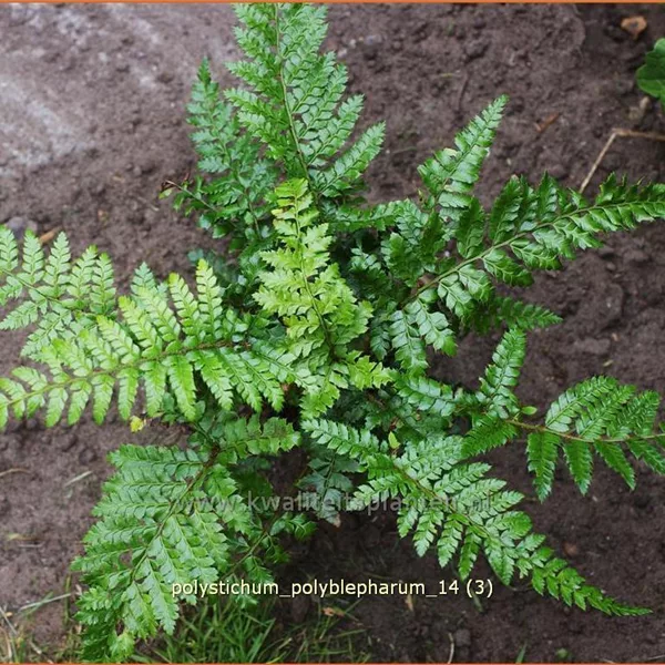 Polystichum polyblepharum