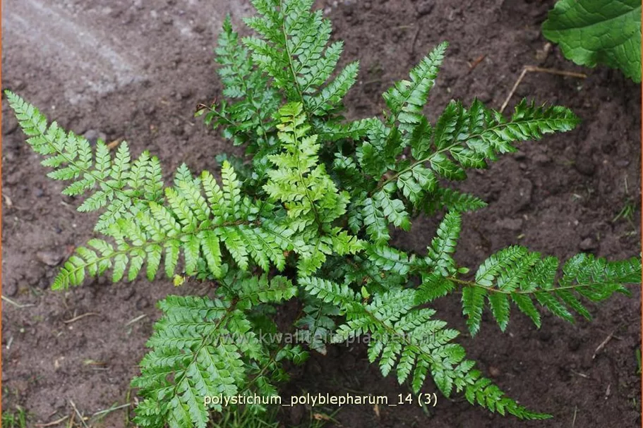 Polystichum polyblepharum
