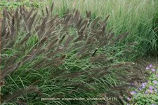 Pennisetum alopecuroides var. viridescens
