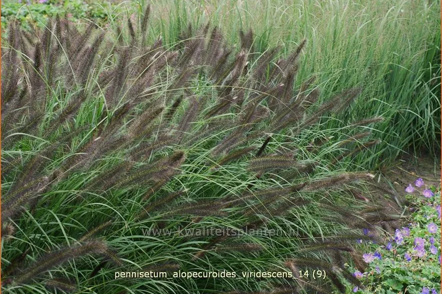Pennisetum alopecuroides var. viridescens