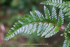 Polystichum polyblepharum