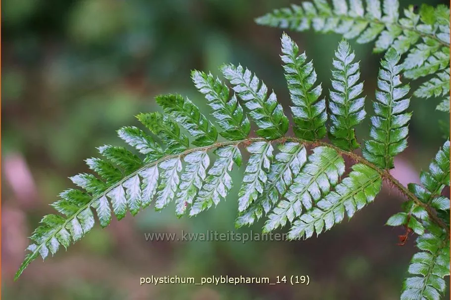 Polystichum polyblepharum