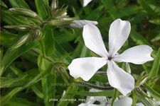 Phlox divaricata 'May Breeze'