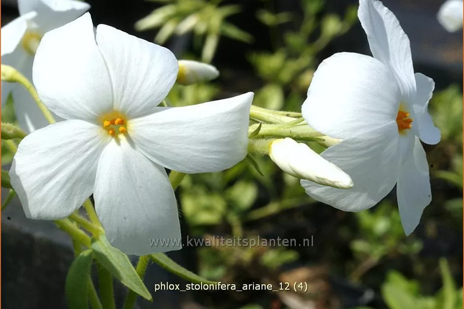 Phlox stolonifera 'Ariane'