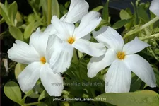 Phlox stolonifera 'Ariane'