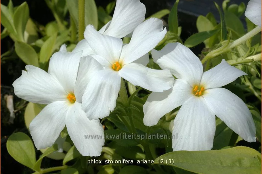 Phlox stolonifera 'Ariane'