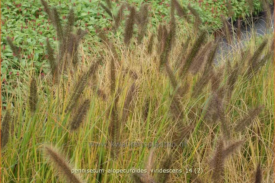 Pennisetum alopecuroides var. viridescens