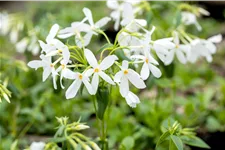 Phlox stolonifera 'Ariane'