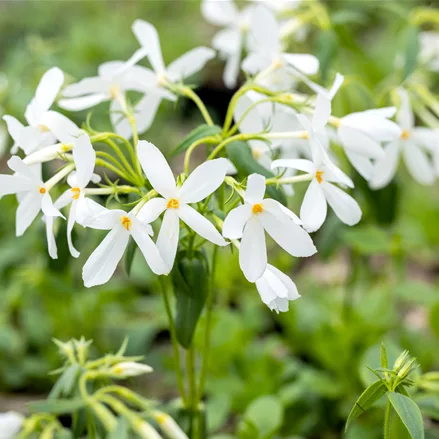 Phlox stolonifera 'Ariane'