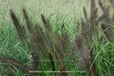 Pennisetum alopecuroides var. viridescens