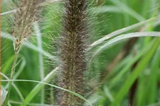 Pennisetum alopecuroides var. viridescens