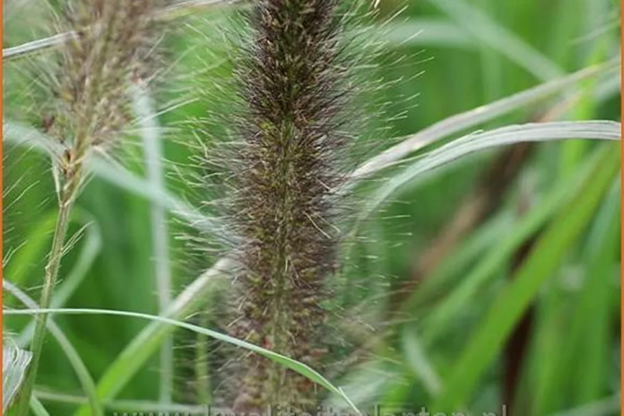 Pennisetum alopecuroides var. viridescens