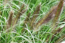 Pennisetum alopecuroides var. viridescens