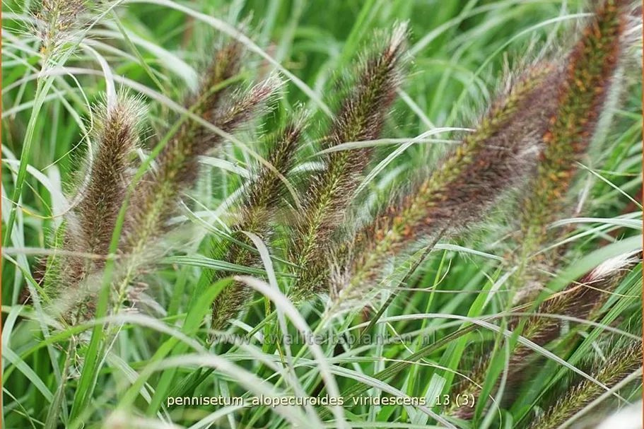 Pennisetum alopecuroides var. viridescens