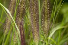 Pennisetum alopecuroides var. viridescens