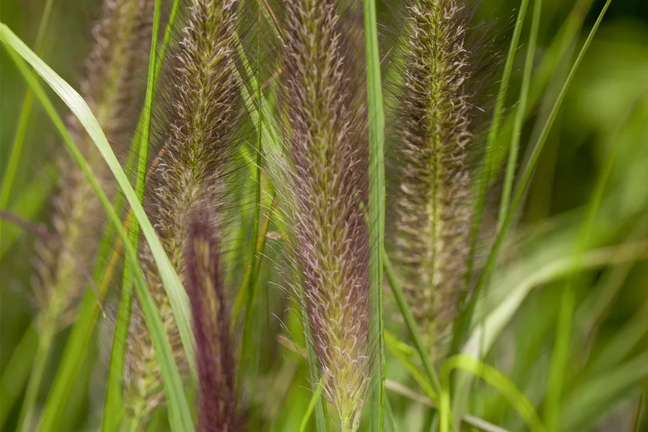 Pennisetum alopecuroides var. viridescens