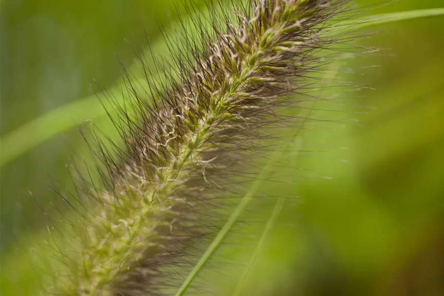 Pennisetum alopecuroides var. viridescens
