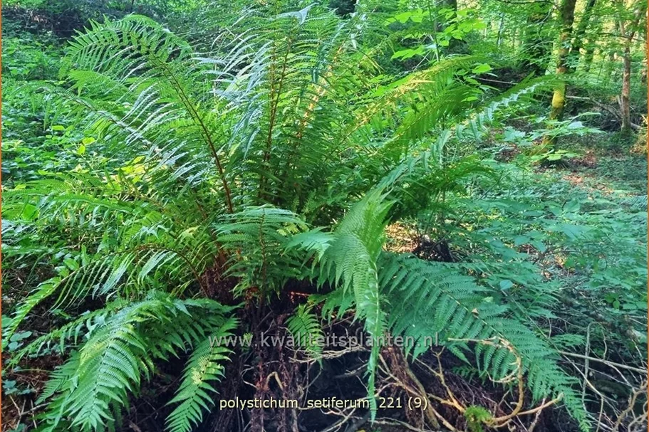 Polystichum setiferum