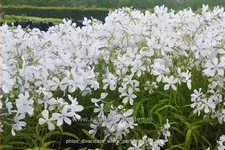 Phlox divaricata 'White Perfume'