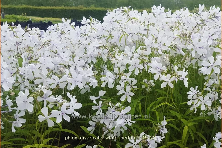 Phlox divaricata 'White Perfume'