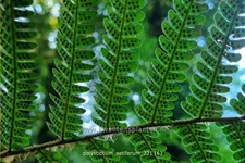 Polystichum setiferum